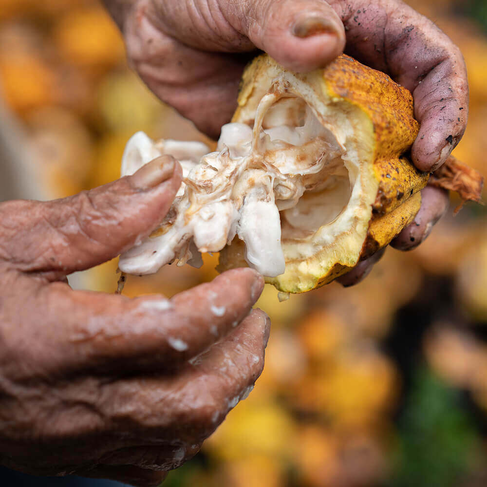 Culto-Cacao-Origen-Proceso