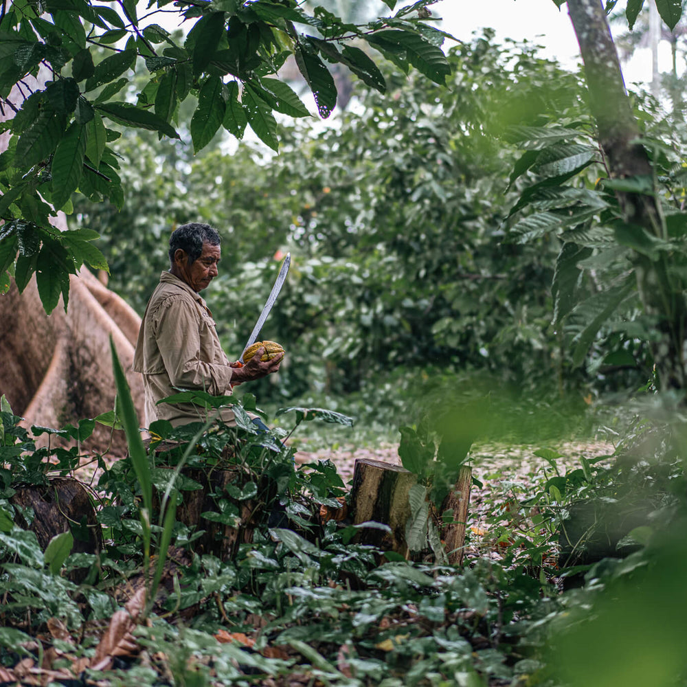 Culto-Cacao-Selva-Tabasco