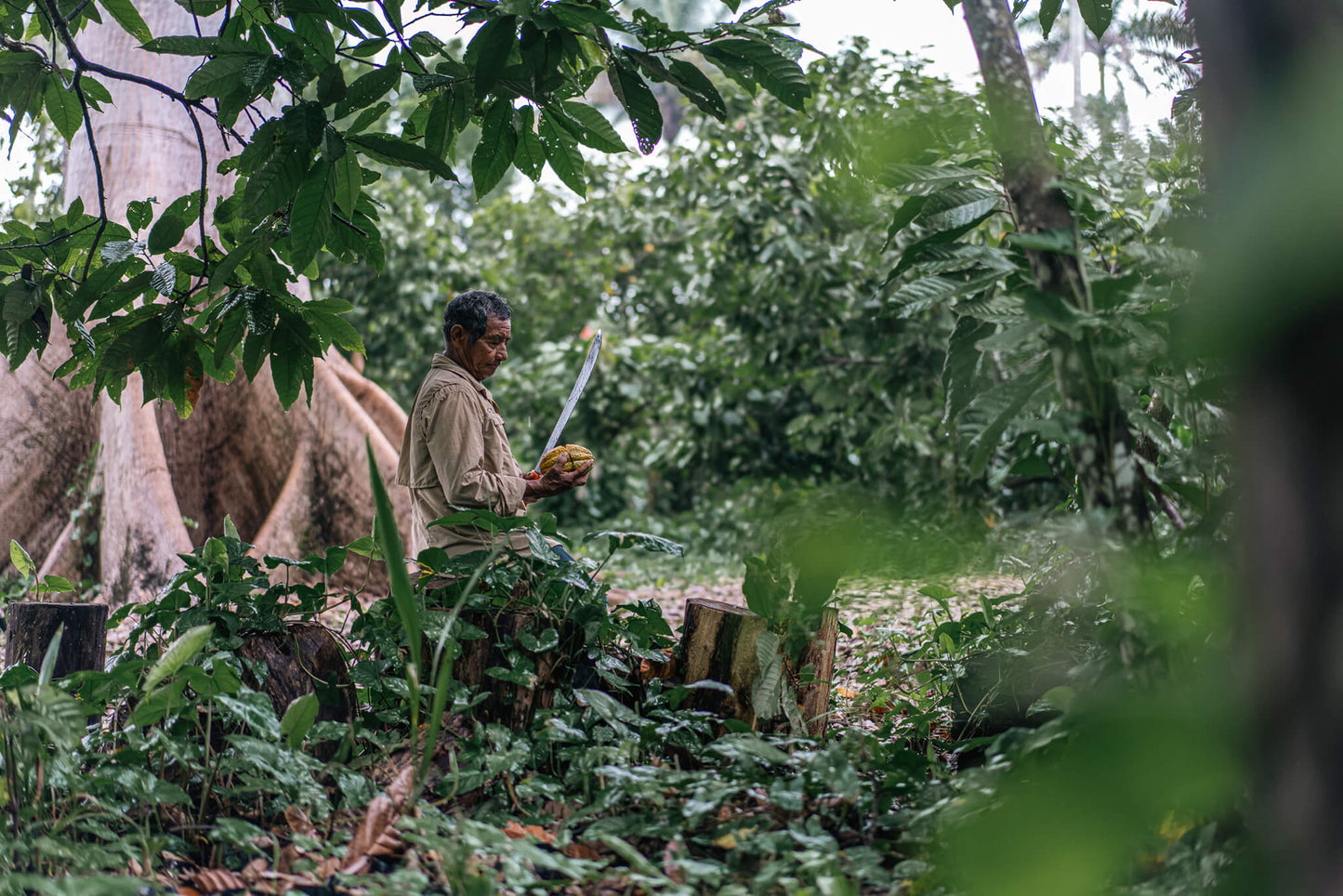 Culto-Cacao-Selva-Tabasco