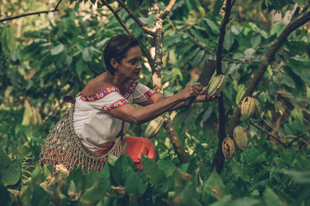 Culto-Cacao-Cultivo-Tabasco